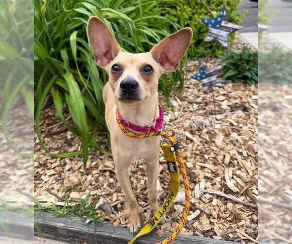 Medium Photo #5 Chihuahua-Unknown Mix Puppy For Sale in New York, NY, USA