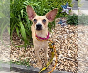 Mason (GA) - Male Chihuahua-Unknown Mix Dog for Adoption - Photo #5