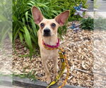 Small #4 Chihuahua Mix