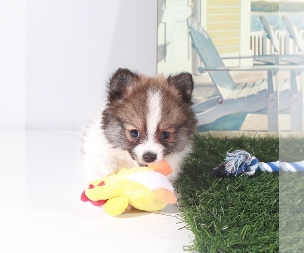 Medium Photo #5 Pomeranian Puppy For Sale in MOUNT VERNON, OH, USA