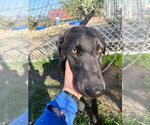 Small #5 Labrador Retriever Mix