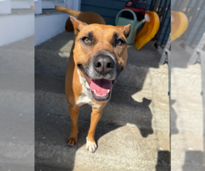 Zaria - Female Boxer-Unknown Mix Dog for Adoption - Photo #2