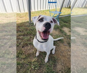 Murphy - Male American Pit Bull Terrier-Unknown Mix Dog for Adoption - Photo #3