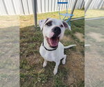 Small Photo #3 American Pit Bull Terrier-Unknown Mix Puppy For Sale in Evansville, IN, USA