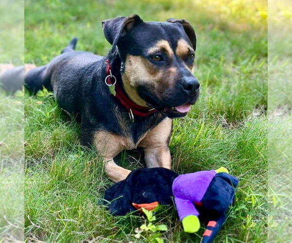 Medium Photo #10 Mutt Puppy For Sale in Canton, CT, USA