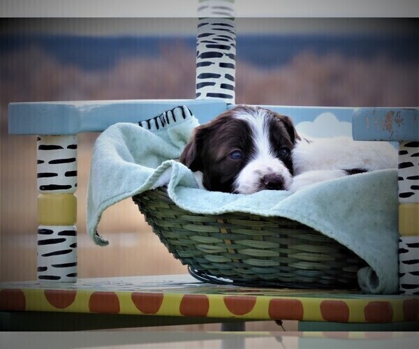 Medium Photo #12 Bordoodle Puppy For Sale in OLATHE, CO, USA