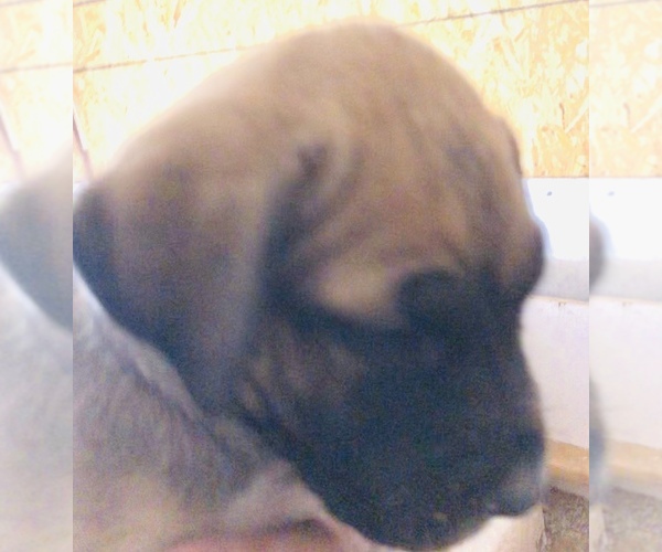 Medium Photo #6 Presa Canario Puppy For Sale in MESA, AZ, USA