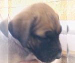 Small Photo #6 Presa Canario Puppy For Sale in MESA, AZ, USA
