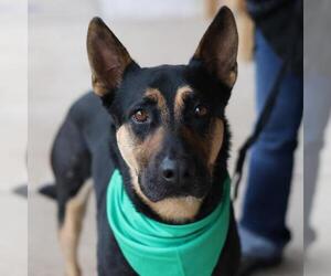 German Shepherd Dog-Unknown Mix Dogs for adoption in San Antonio, TX, USA