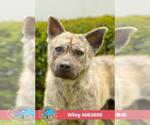 WILEY - Male Chow Chow-Unknown Mix Dog for Adoption - Small photo