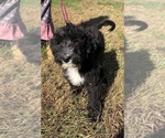 Small Photo #4 Bernedoodle Puppy For Sale in AUGUSTA, WV, USA