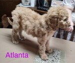 Small Photo #4 Goldendoodle Puppy For Sale in MILLEN, GA, USA