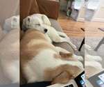 Small #3 Labrador Retriever Mix