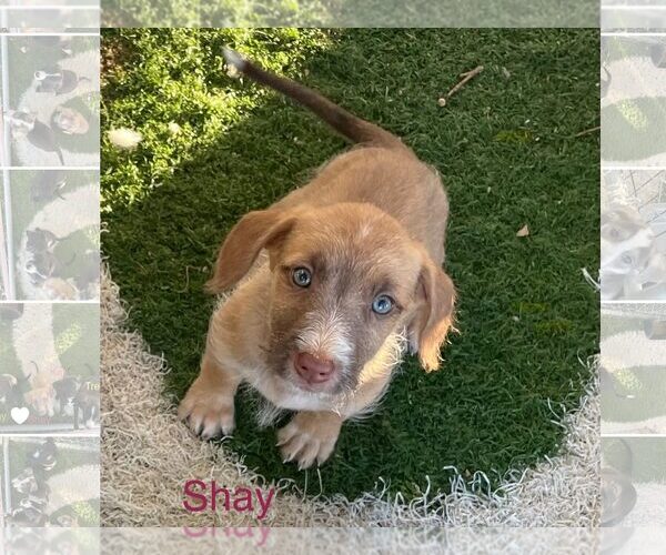 Medium Photo #1 Border Collie-Unknown Mix Puppy For Sale in Turlock, CA, USA