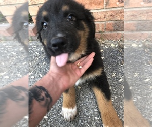 Australian Shepherd Puppy for sale in BEECH GROVE, IN, USA