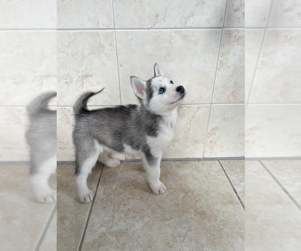 Medium Photo #8 Siberian Husky Puppy For Sale in EAST HERKIMER, NY, USA