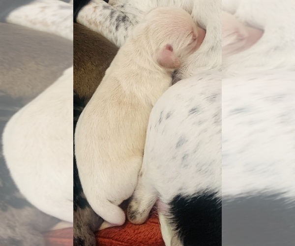 Medium Photo #3 Dachshund Puppy For Sale in DENHAM SPRINGS, LA, USA