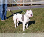 Small Photo #6 American Pit Bull Terrier Puppy For Sale in Glen Allen, VA, USA