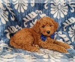Small Photo #2 Goldendoodle Puppy For Sale in NOTTINGHAM, PA, USA