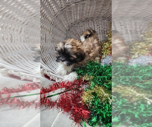 Medium Photo #4 Shih Tzu Puppy For Sale in GREENWOOD, WI, USA