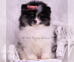 Puppy Kisses AKC Pomeranian