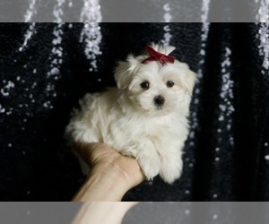 Maltese Puppy for sale in WARSAW, IN, USA