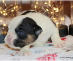 Small #11 English Bulldog