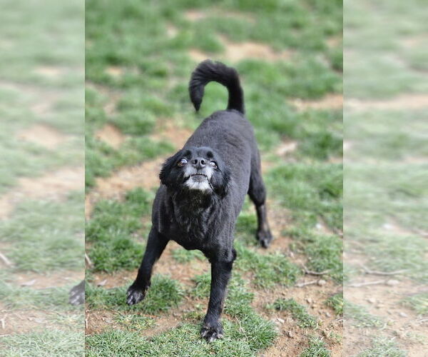 Medium Photo #4 Pomsky Puppy For Sale in Lebanon, PA, USA
