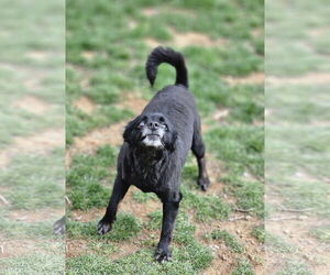 Pogo - Male Pomsky Dog for Adoption - Photo #4
