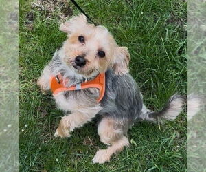 Mutt Dogs for adoption in Westmont, IL, USA