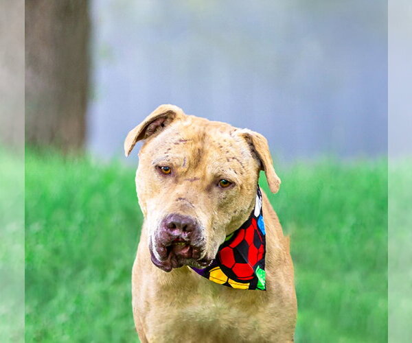 Medium Photo #3 Mutt Puppy For Sale in Unionville, PA, USA