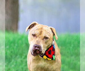 Shine - Male Mutt Dog for Adoption - Photo #3