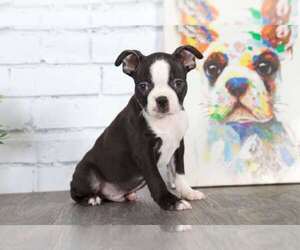 Boston Terrier Puppy for Sale in RED LION, Pennsylvania USA