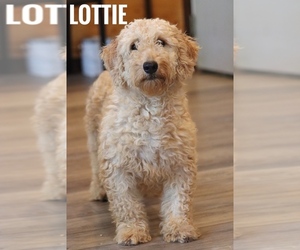 Mother of the Goldendoodle (Miniature) puppies born on 07/05/2025