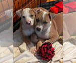 Small #12 Mutt