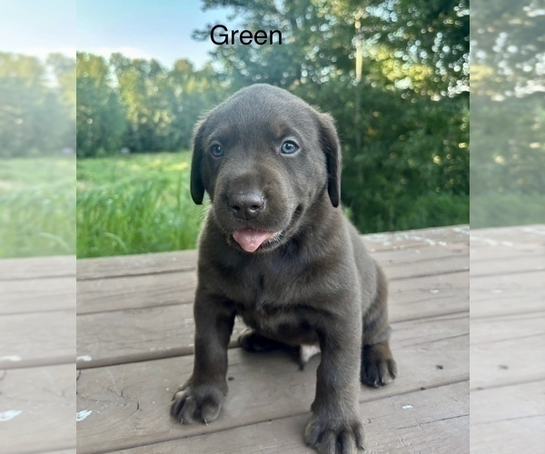 Medium Photo #5 Labrador Retriever Puppy For Sale in STANLEY, WI, USA