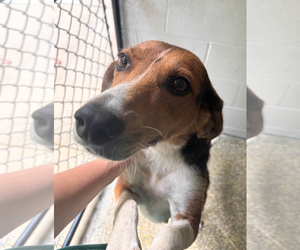 Beagle-Unknown Mix Dogs for adoption in Oakhurst, NJ, USA