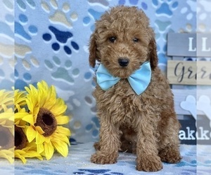 Poodle (Toy) Puppy for sale in LANCASTER, PA, USA