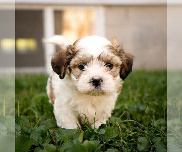 Medium Photo #1 Zuchon Puppy For Sale in ARTHUR, IL, USA