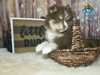 Small Photo #13 Pomsky Puppy For Sale in ANDOVER, MN, USA