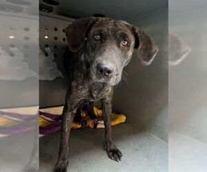 Plott Hound Dogs for adoption in Downey, CA, USA