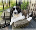 Small #2 Saint Berdoodle