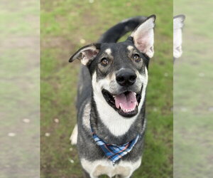 Anatolian Shepherd-Siberian Husky Mix Dogs for adoption in Phoenix, AZ, USA