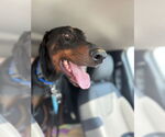 Small #1 Doberman Pinscher