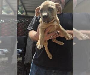 American Staffordshire Terrier Dogs for adoption in San Antonio, TX, USA