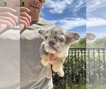 Small #2 French Bulldog