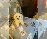 Puppy Pepe Maltese