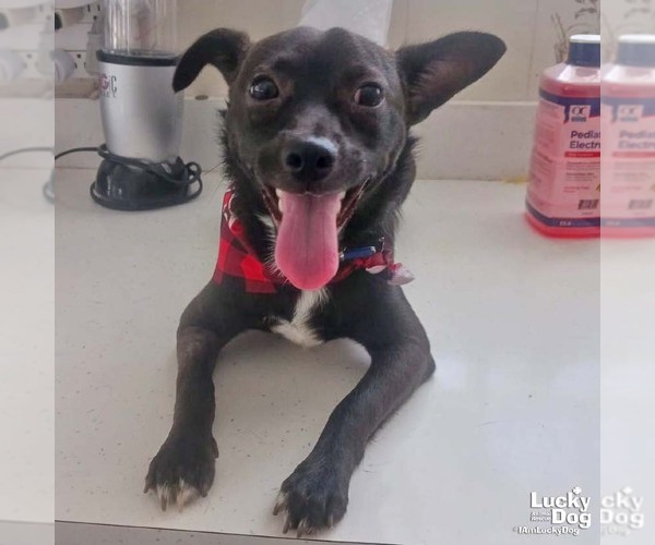 Medium Photo #3 Chihuahua-Unknown Mix Puppy For Sale in Washington, DC, USA