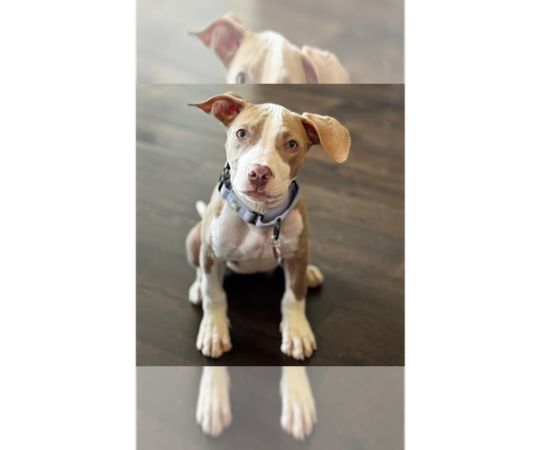 Medium Photo #1 American Pit Bull Terrier-Unknown Mix Puppy For Sale in Andover, MN, USA