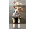 Small American Pit Bull Terrier Mix